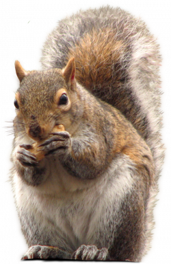 Squirrel PNG | Animal PNG | Pinterest | Squirrel, Wild animals and ...