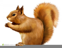 Squirrel Clipart | Free Images at Clker.com - vector clip ...