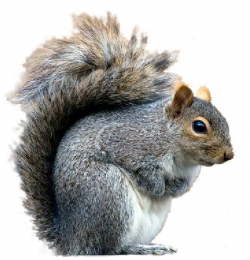 Free Gray Squirrel Cliparts, Download Free Clip Art, Free ...