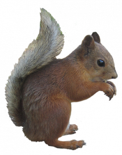 Free Gray Squirrel Cliparts, Download Free Clip Art, Free ...