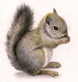 Squirrel draw … | squirrels | Squirrel art, Animal drawings ...