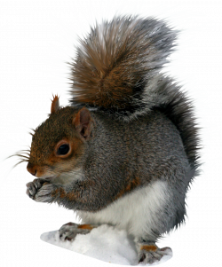 Squirrel PNG Transparent Images | PNG All