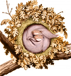 Eastern gray squirrel nest, or drey | the Promise | Squirrel ...