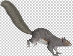 Tree Squirrels Tail PNG, Clipart, Animal, Animal Figure ...