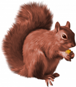 Squirrel PNG images free download