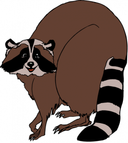 Racoon clipart simple - Pencil and in color racoon clipart simple