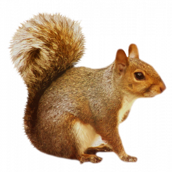 Transparent Brown Squirrel | dzivnieki | Pinterest | Squirrel, Brown ...