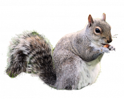 Squirrel In PNG | Web Icons PNG