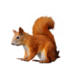Squirrel PNG Picture | Web Icons PNG