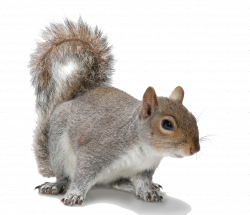 Squirrel PNG Transparent Images | PNG All