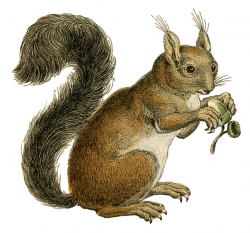 16 Squirrel Images - Adorable! - The Graphics Fairy