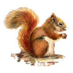 Cute Squirrel Clip Art | Cute Squirrel Watercolor Animal ...