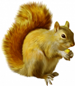0_a8e0d_7e2b4875_XXXL.png | Squirrel, Clip art and Album