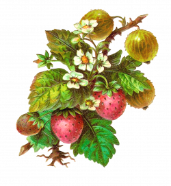 Antique Images: Free Fruit Clip Art: Strawberries and Gooseberries ...