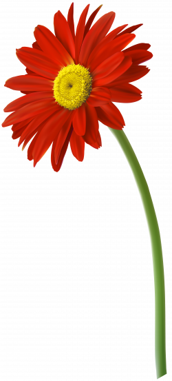 Red Gerbera Flower PNG Clip Art Image | Gallery Yopriceville - High ...
