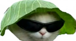 cat meme cute sunglasses dank funny tumblr...