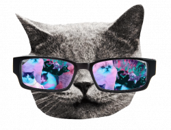 Hipster cat GIF by SirCassie on DeviantArt