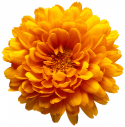 Orange Chrysanthemum Flower Transparent Clip Art Image | Gallery ...
