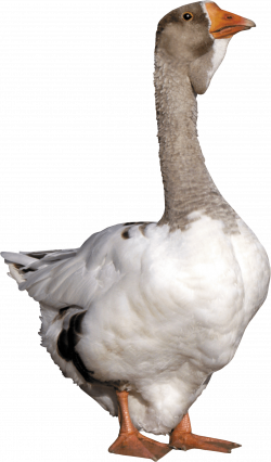 Goose from front PNG Image - PurePNG | Free transparent CC0 PNG ...