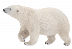 Polar Bear PNG Transparent Polar Bear.PNG Images. | PlusPNG