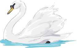 Swan clipart swimming - Pencil and in color swan clipart swimming