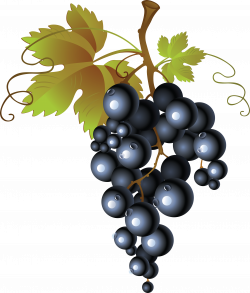 Black Grapes PNG Image - PurePNG | Free transparent CC0 PNG Image ...
