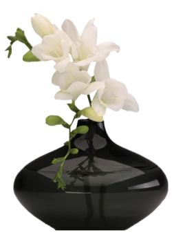 Black Vase with White Orchids PNG Picture | Цветы | Pinterest ...