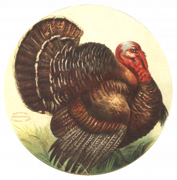 Free Image Friday: Vintage Turkey | Give Thanks | Pinterest ...