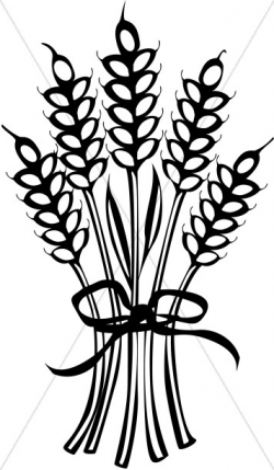 Wheat Tied with Ribbon | Thanksgiving Clipart