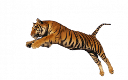 tiger - Sticker by silver bullet