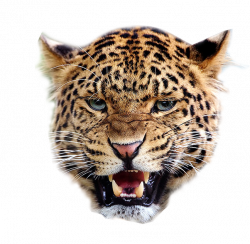 Images of Angry Tiger Png - #SpaceHero