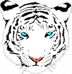 Bengal Tiger (white) Clip Art at Clker.com - vector clip art online ...