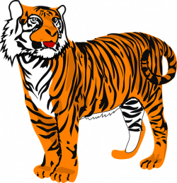 Tiger Cat Animal Danger Wildlife Oran | myth party | Tiger ...