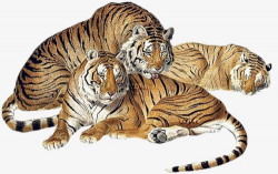 A Group Of Tiger PNG, Clipart, A Clipart, Animal, Cats ...