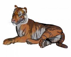 Tiger pose 78 of a gazillion by madetobeunique on DeviantArt