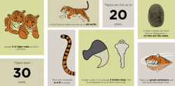 28+ Collection of Tiger Habitat Clipart | High quality, free ...