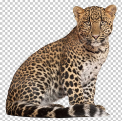 Lion Tiger Jaguar Cougar Cheetah PNG, Clipart, Animal ...