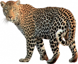 Leopard Images Clip Art | Joshview.co