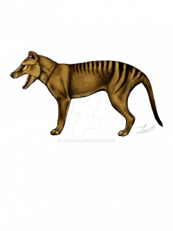 Thylacine by Loberono on DeviantArt | Tasmanian Tigers & other ...