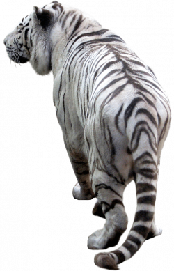 White Tiger Back transparent PNG - StickPNG