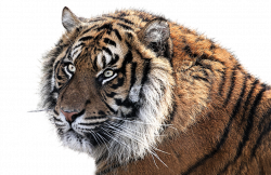 Clipart Collection Tiger Png #39190 - Free Icons and PNG Backgrounds