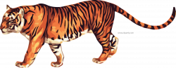 True Tiger Clipart Png Image www.clipartly.com Download - Clipartly ...