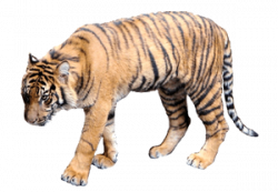 Tiger Clipart Free Best On Transparent Png - AZPng