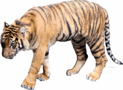 Soft Color Realistic Tigger Clipart Png Picture Download - Clipartly ...