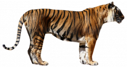 Tiger PNG images