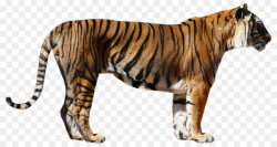 Tiger Cartoon clipart - Tiger, Cat, Lion, transparent clip art