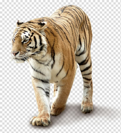 South China tiger, Domineering tiger transparent background ...