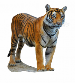 South China Tiger - Siberian Tiger Free PNG Images & Clipart ...
