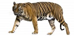 28+ Collection of Sumatran Tiger Clipart | High quality, free ...