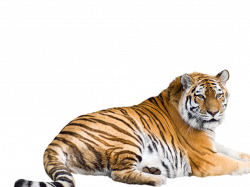 Siberian Tiger Bengal tiger Malayan tiger Sumatran tiger ...